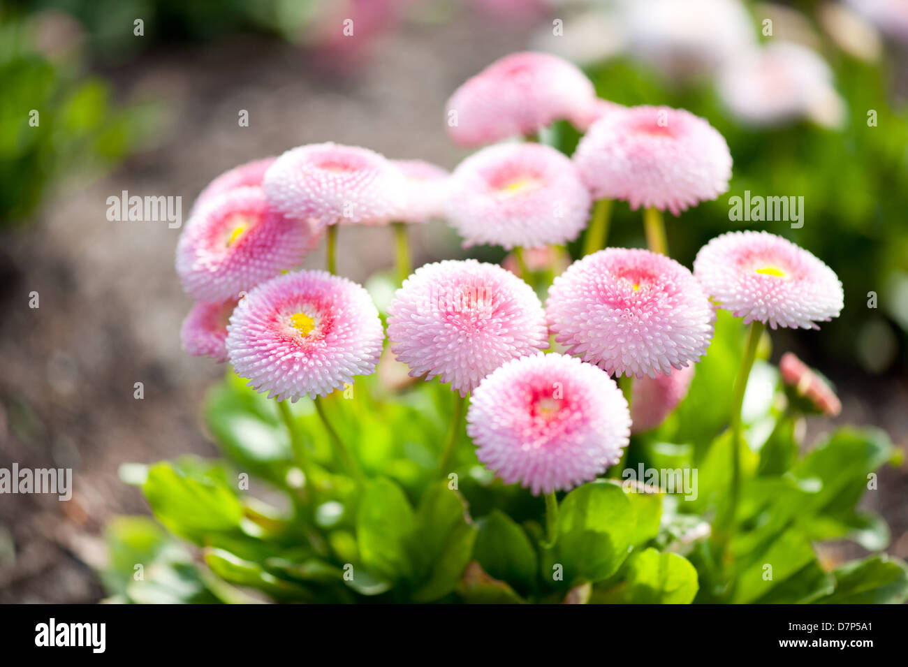 Bellis perennis pomponette called daisy bloom Stock Photo