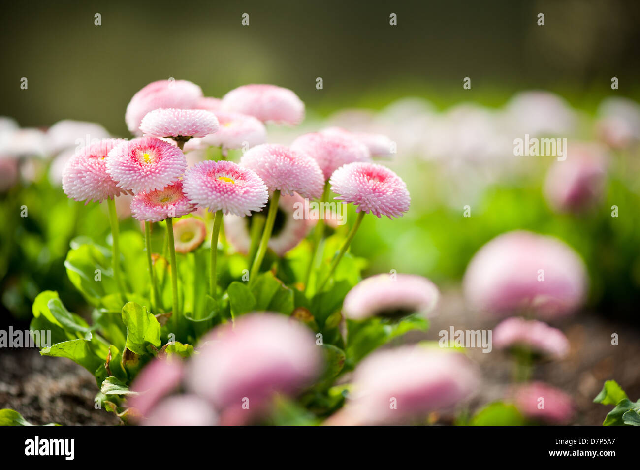 Bellis perennis pomponette called daisy blooming Stock Photo