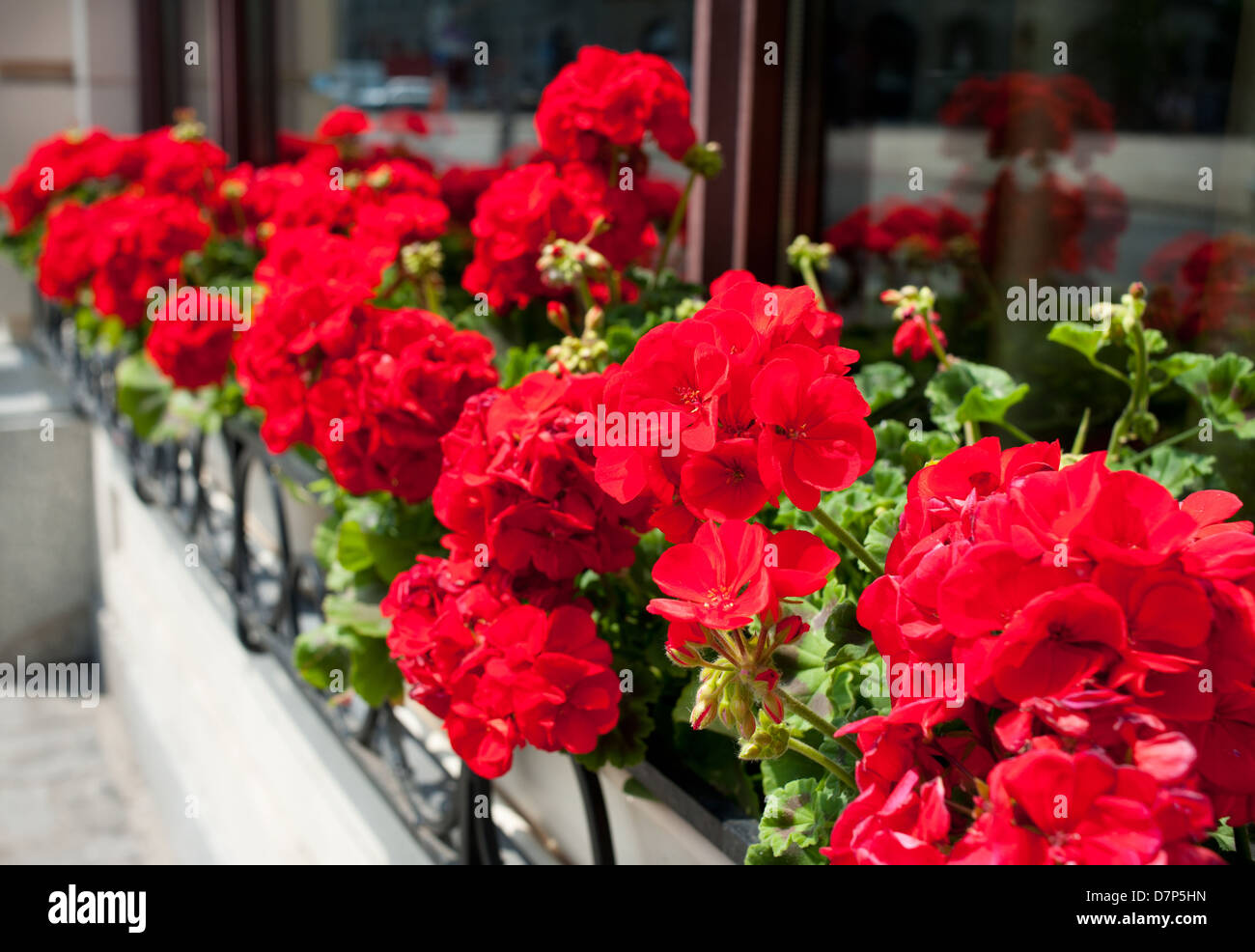 Bunches of vibrant red Pelargonium flowering Stock Photo
