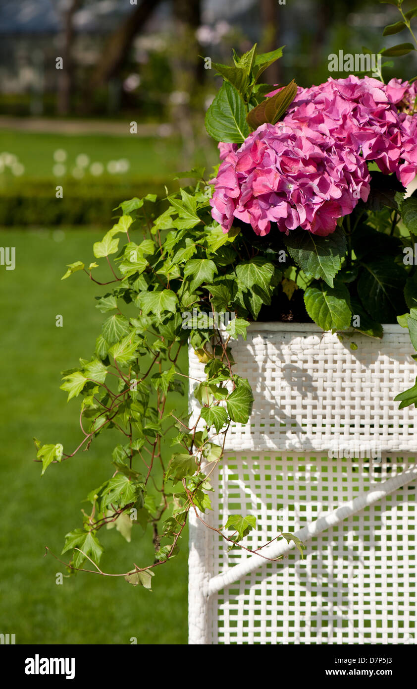 Hydrangea or hortensia blooming and ivy plant Stock Photo - Alamy
