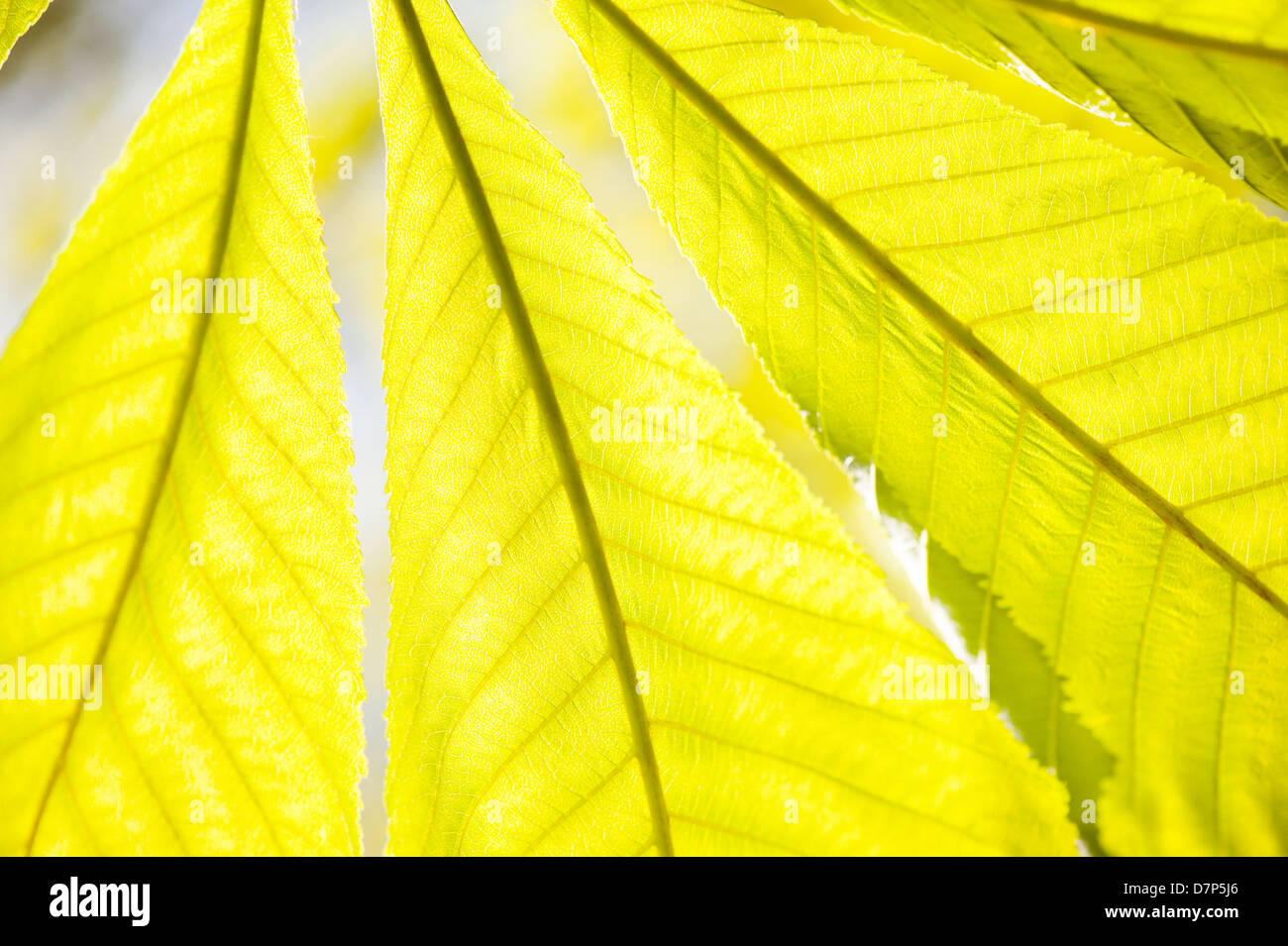 green Aesculus or horse chestnut or buckeye leaf Stock Photo