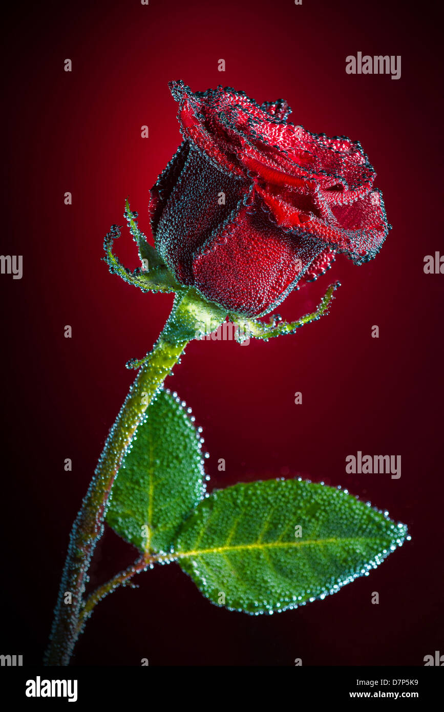 Rose with bubbles Stock Photo Alamy