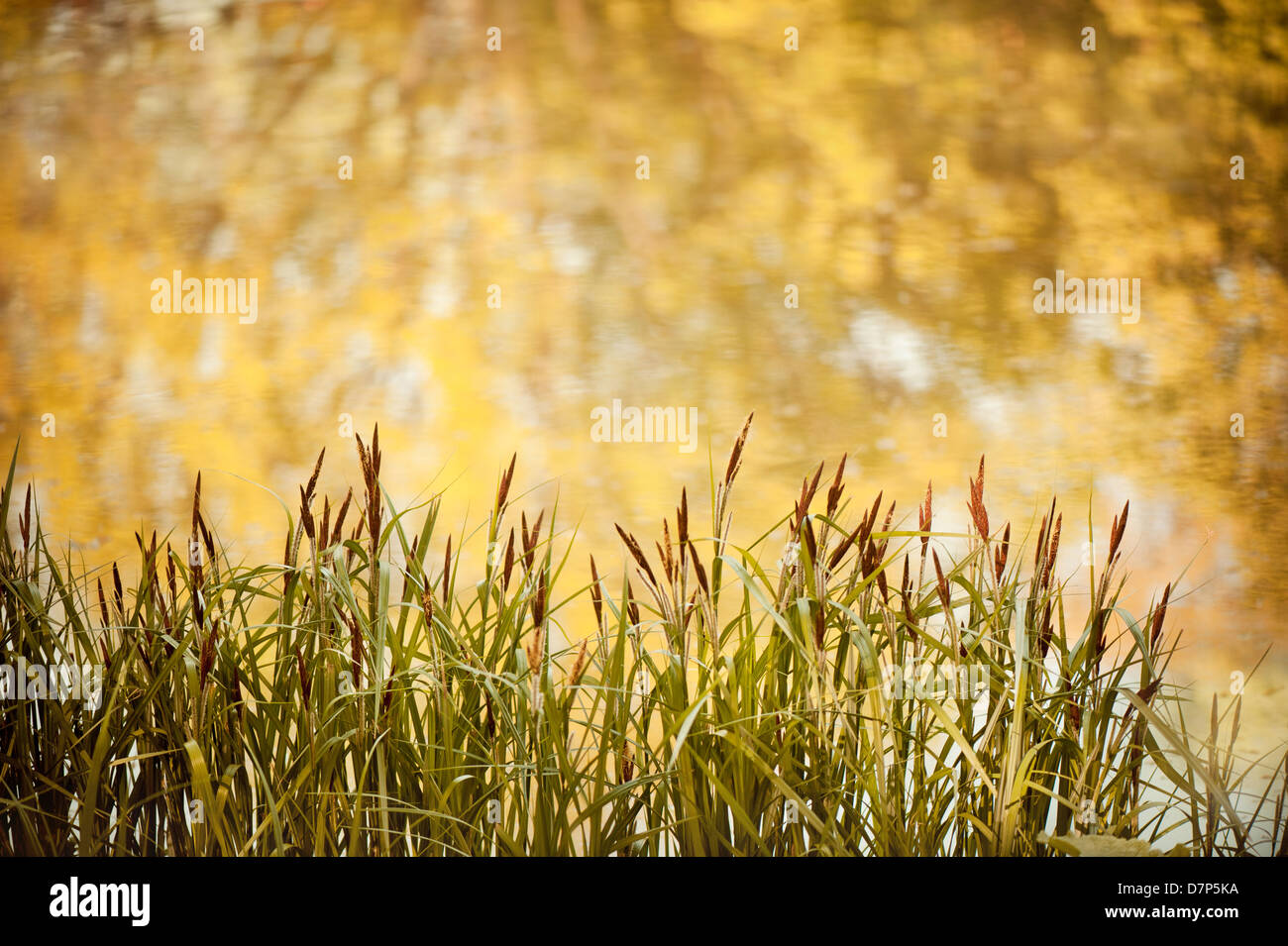 Decorative reeds hires stock photography and images Alamy