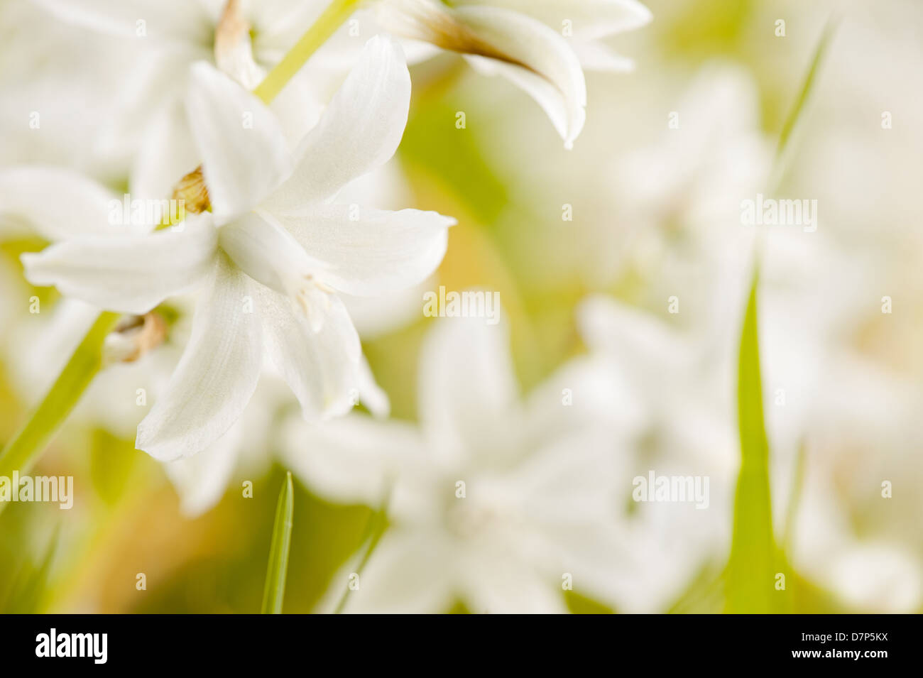 Ornithogalum nutans white flowers detail Stock Photo