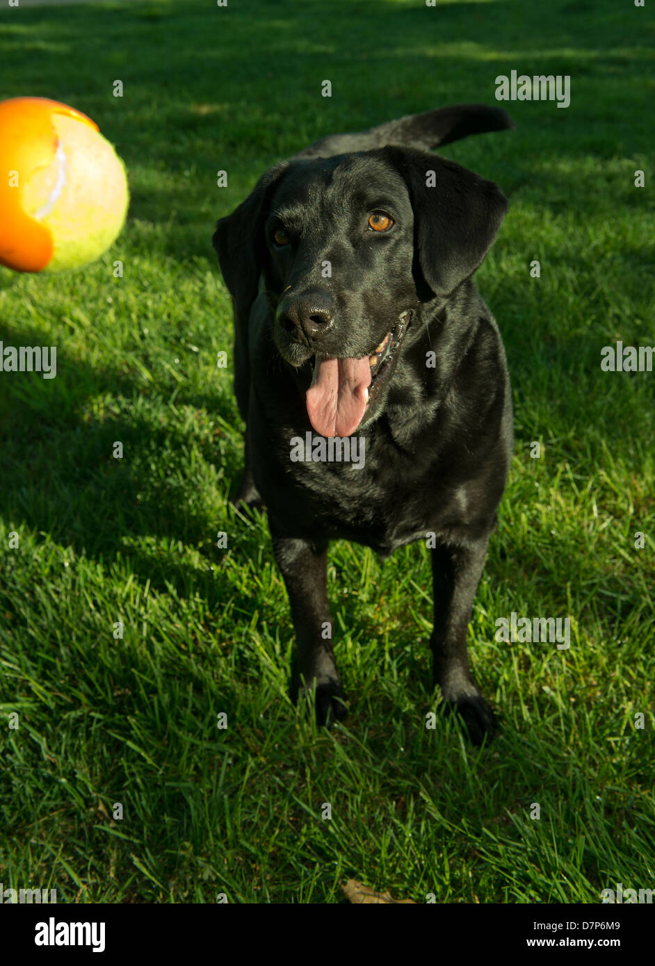 Sadie, a black Labrador retriever, waits for a ball toss. Stock Photo