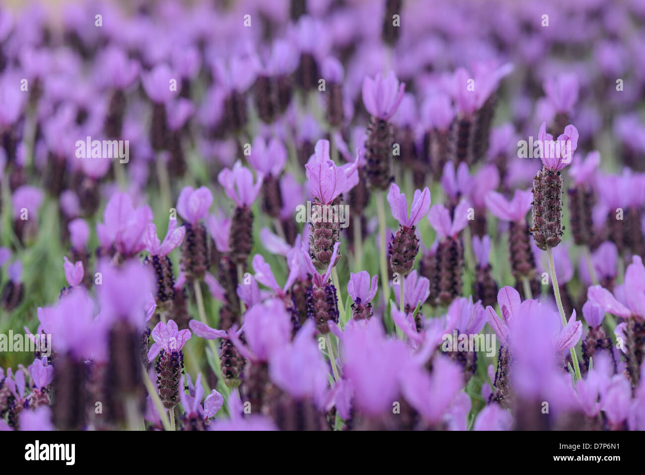 Purple Spanish Lavender Flower Stock Photo Alamy