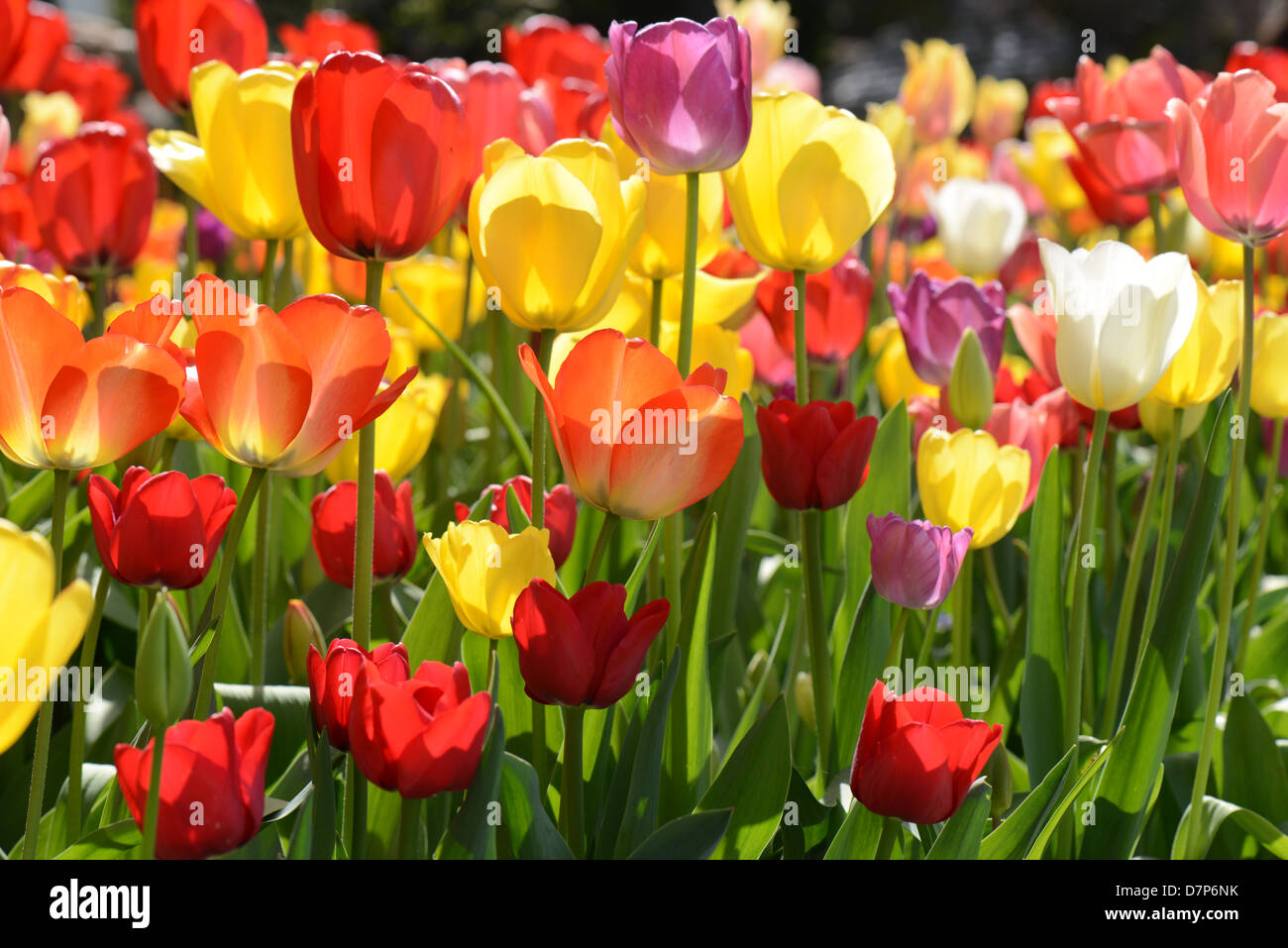 Tulips in the Garden Stock Photo - Alamy
