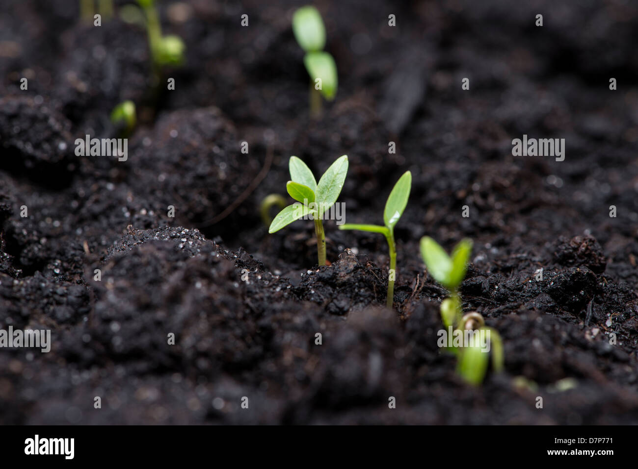 Closeup shot young plants hi-res stock photography and images - Alamy