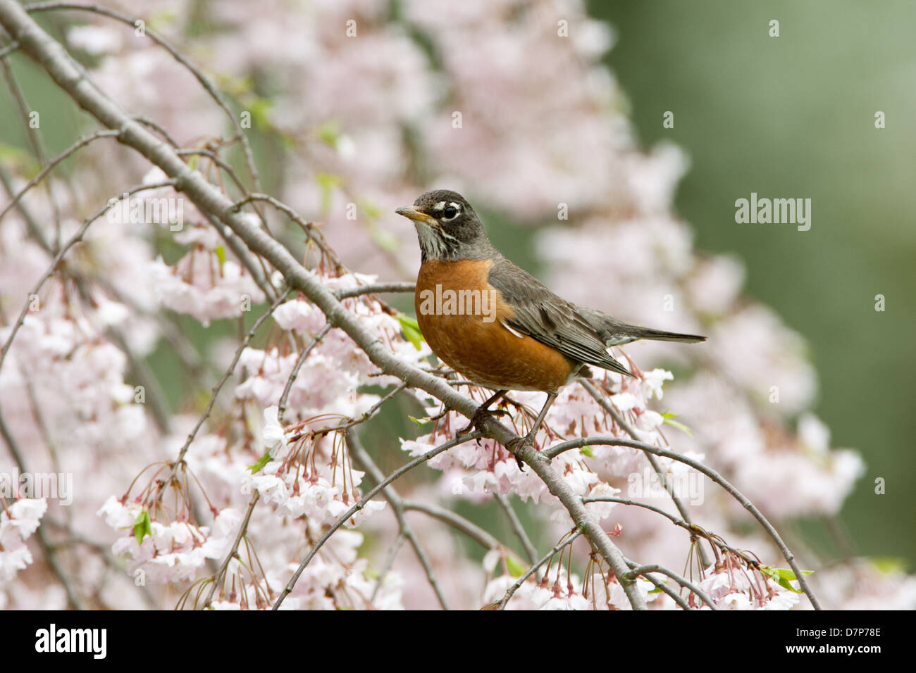 American Robin perching in Weeping Cherry Tree Blossoms bird songbird Ornithology Science Nature Wildlife Environment Stock Photo