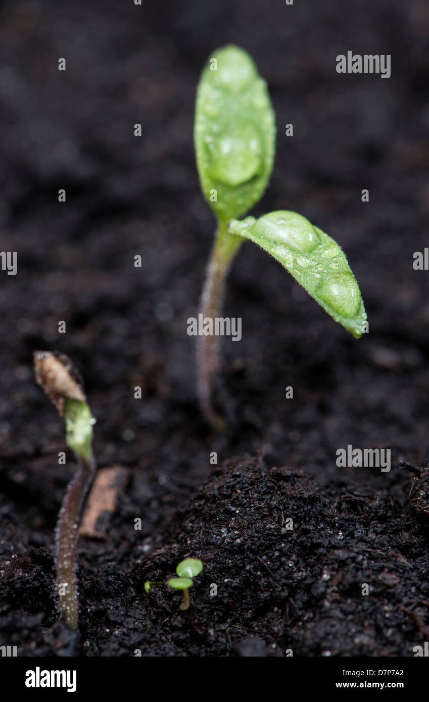 Closeup shot young plants hi-res stock photography and images - Alamy