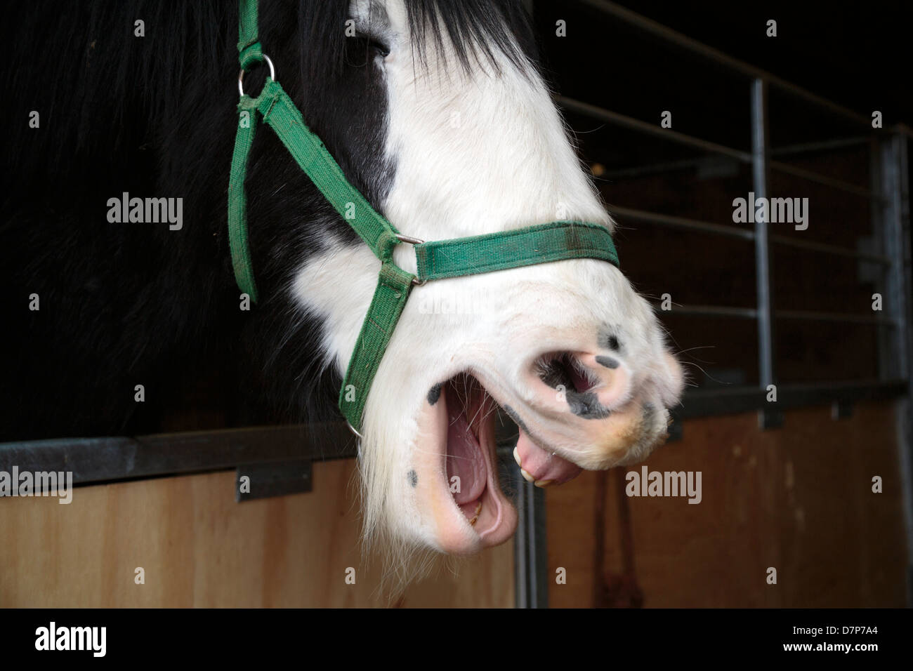 Horse laughing in a stable Stock Photo