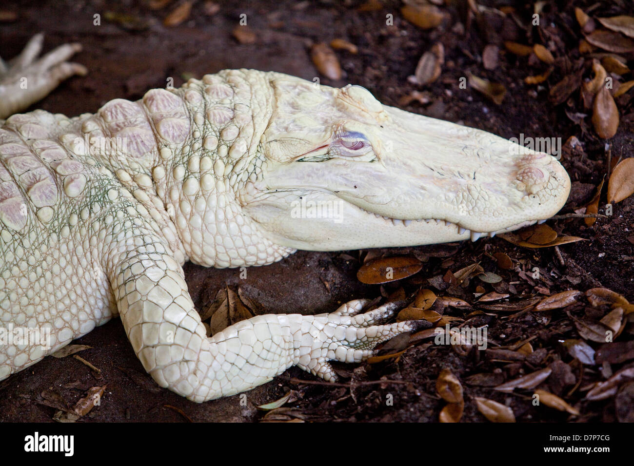 An albino Alligator is seen at Alligator farm Zoological Park in St. Augustine, Florida Stock Photo