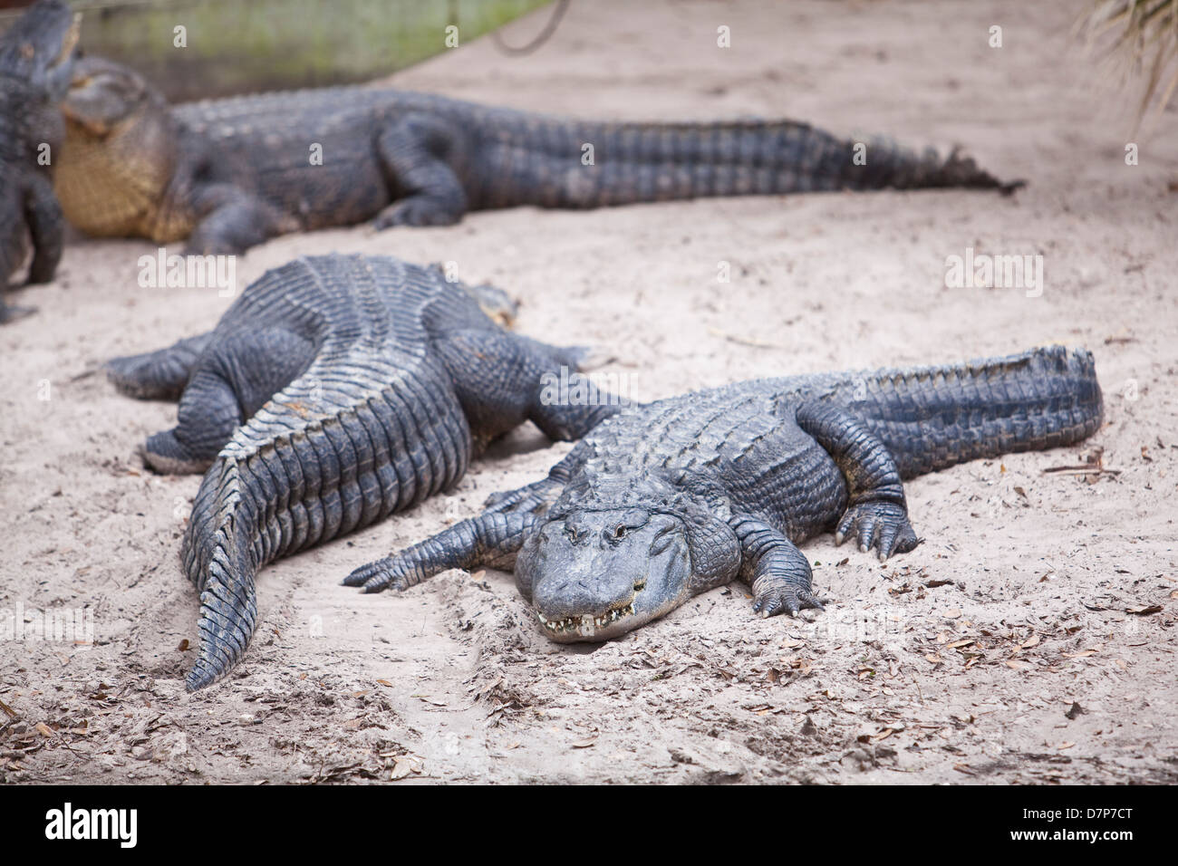 American alligators are seen at Alligator farm Zoological Park in St. Augustine, Florida Stock Photo