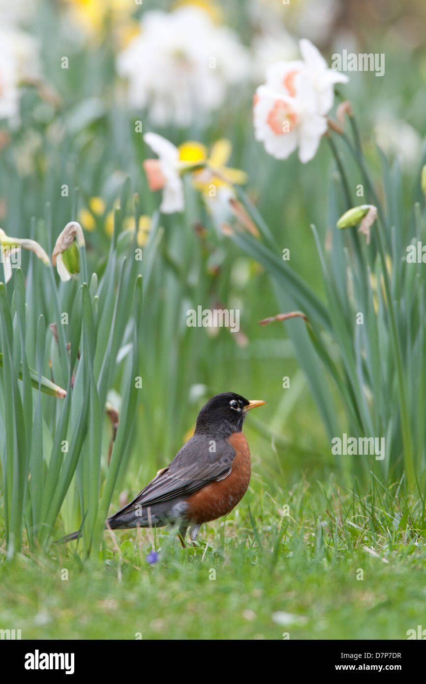 American Robin in Daffodils - vertical bird songbird Ornithology Science Nature Wildlife Environment Stock Photo
