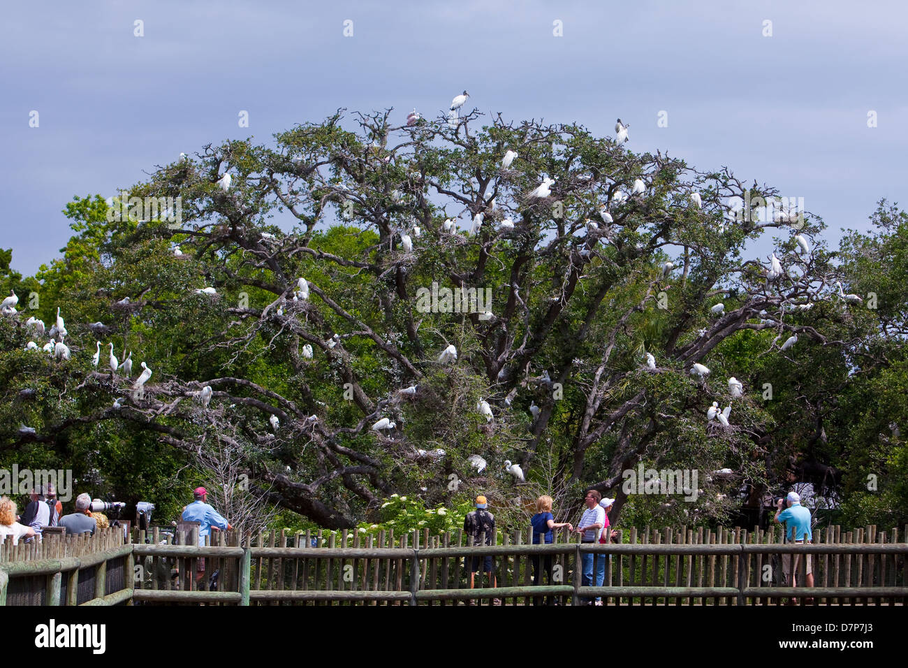 Dozens of birds are seen on a tree in the Alligator farm Zoological Park Bird rookery in St. Augustine, Florida Stock Photo