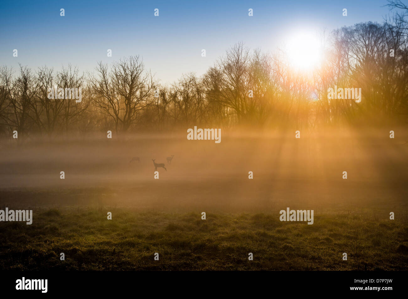 Deer In Fog Covered Mist Enshrouded Field At Sunrise Stock Photo Alamy