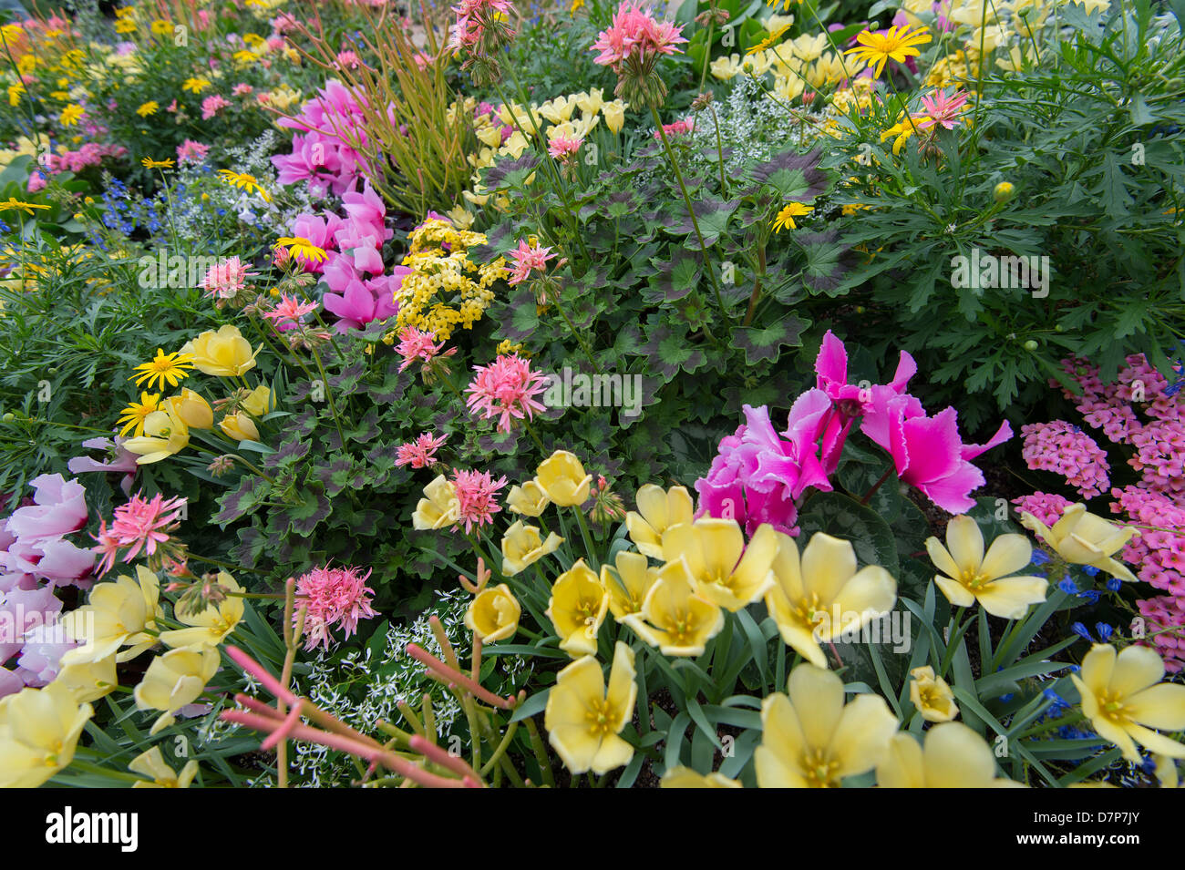 Spring Flower Garden Stock Photo