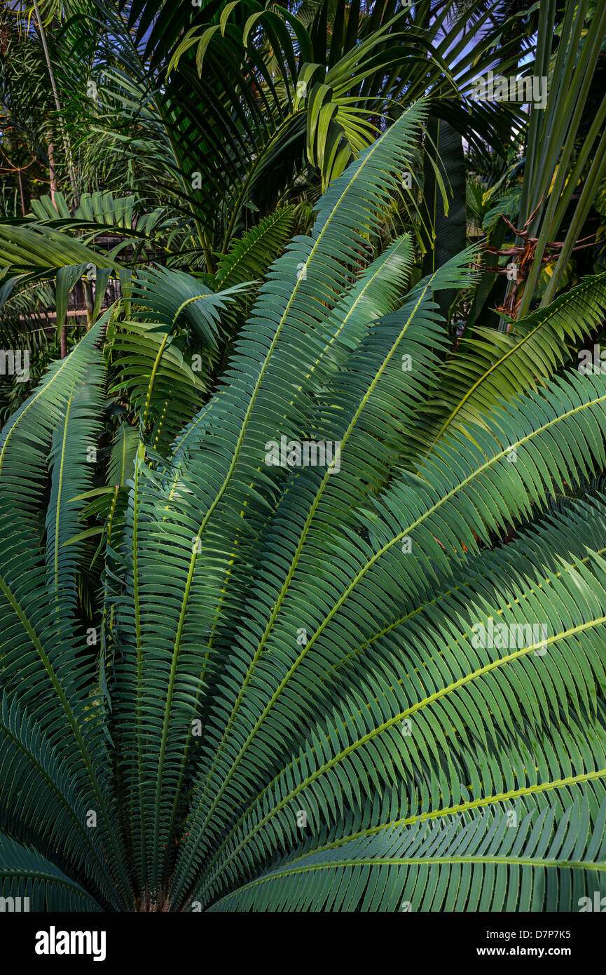 Tree Fern Garden High Resolution Stock Photography and Images - Alamy