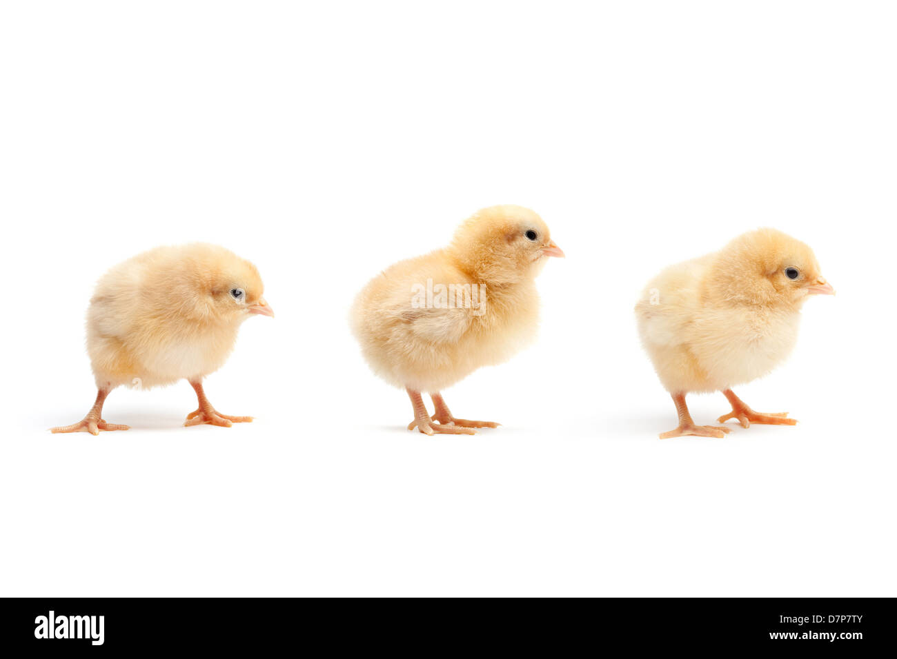 Three Cute Baby Chickens Chicks Isolated On White Stock Photo