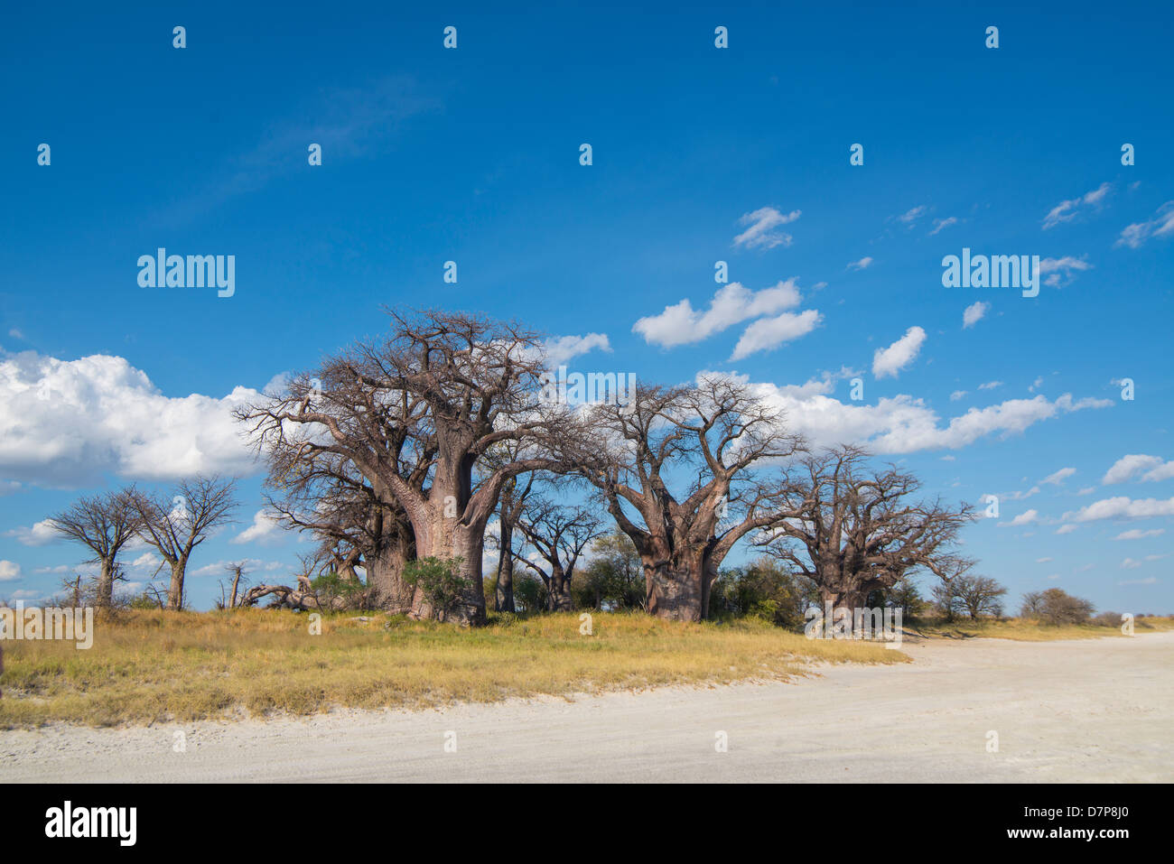 Baines Baobab trees on the edge of a Salt Pan in Africa, tree of life Stock Photo