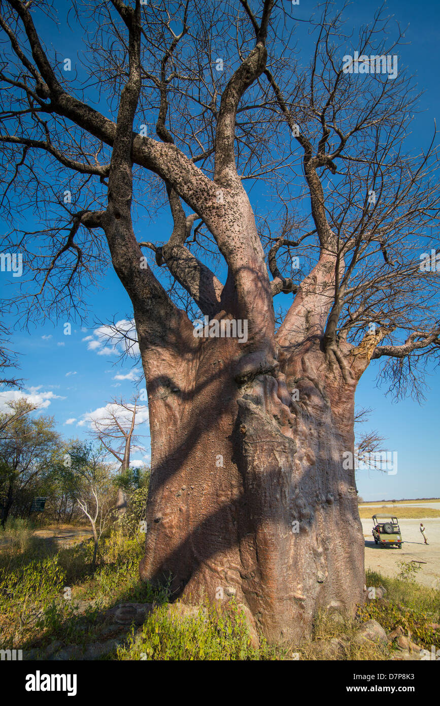 Baines Baobab trees on the edge of a Salt Pan in Africa, tree of life Stock Photo