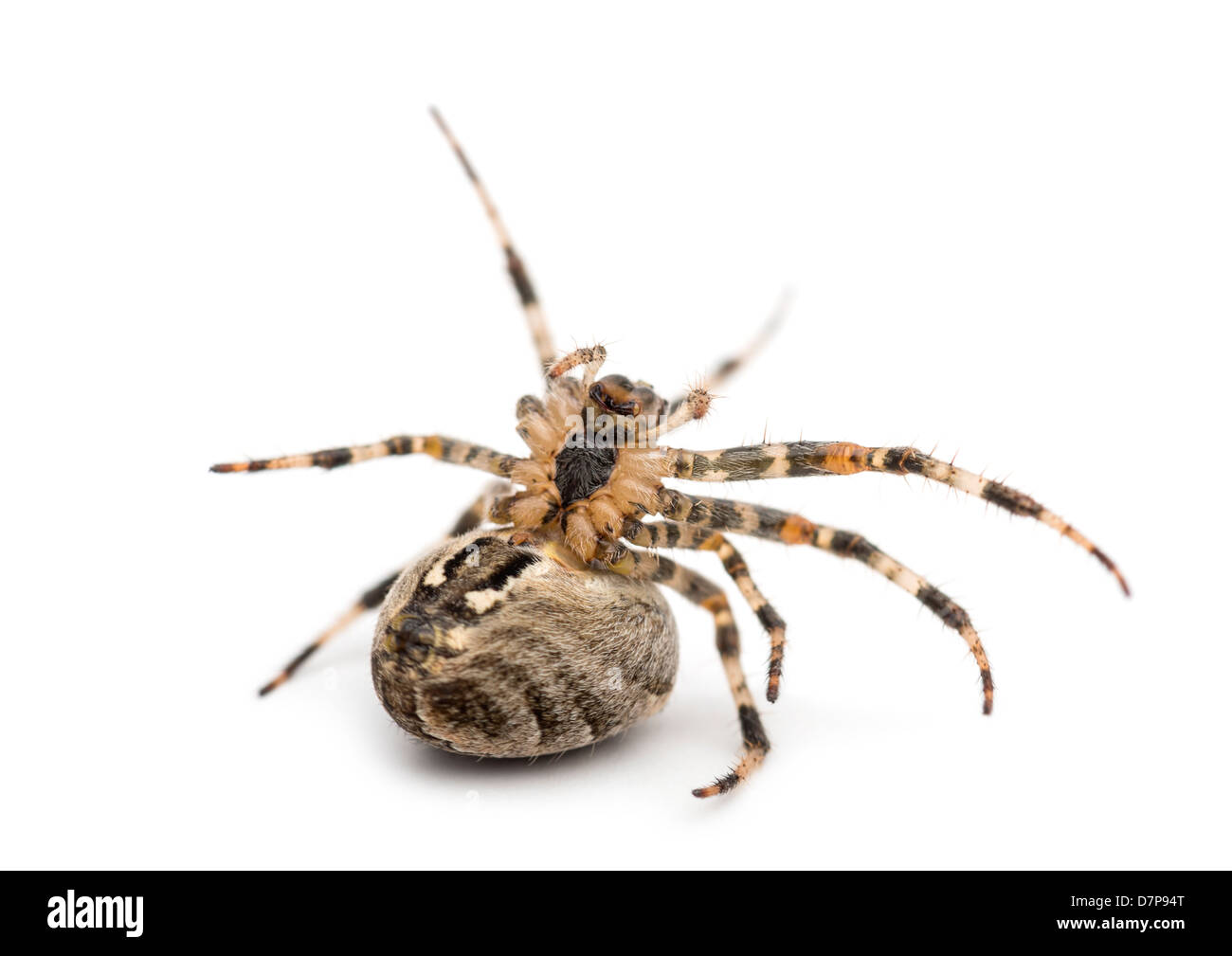 European garden spider, Araneus diadematus, on it's back against white background Stock Photo