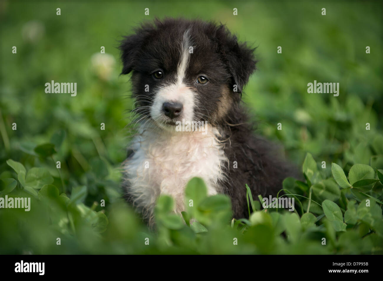 Australian Shepherd puppy siting amongst green plants Stock Photo