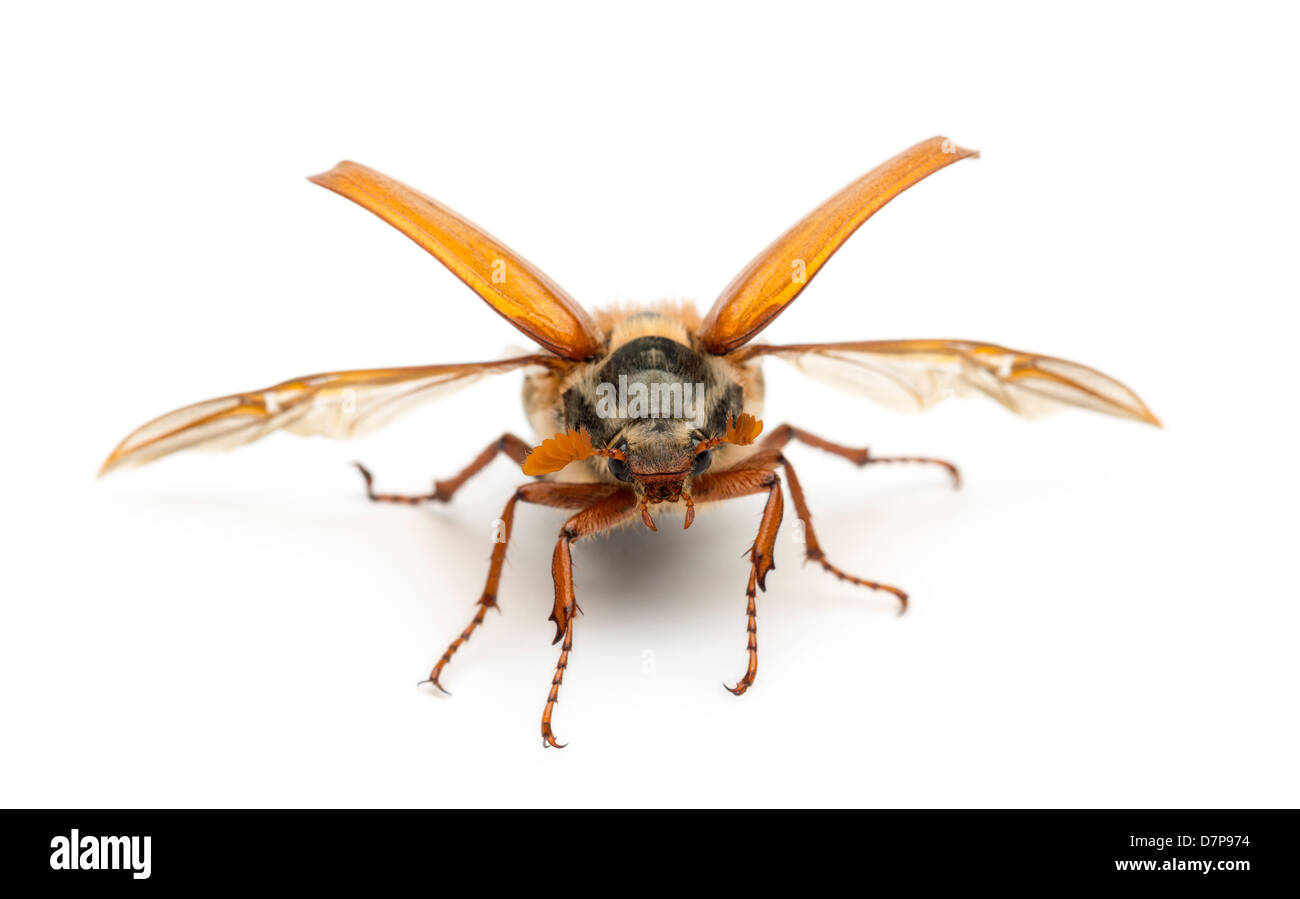 Male Cockchafer, Melolontha melolontha, known as May bug, Mitchamador, Billy witch or Spang beetle, against white background Stock Photo