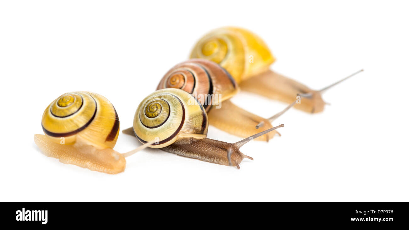 Grove snails or brown-lipped snails, Cepaea nemoralis, racing in front of a white background Stock Photo