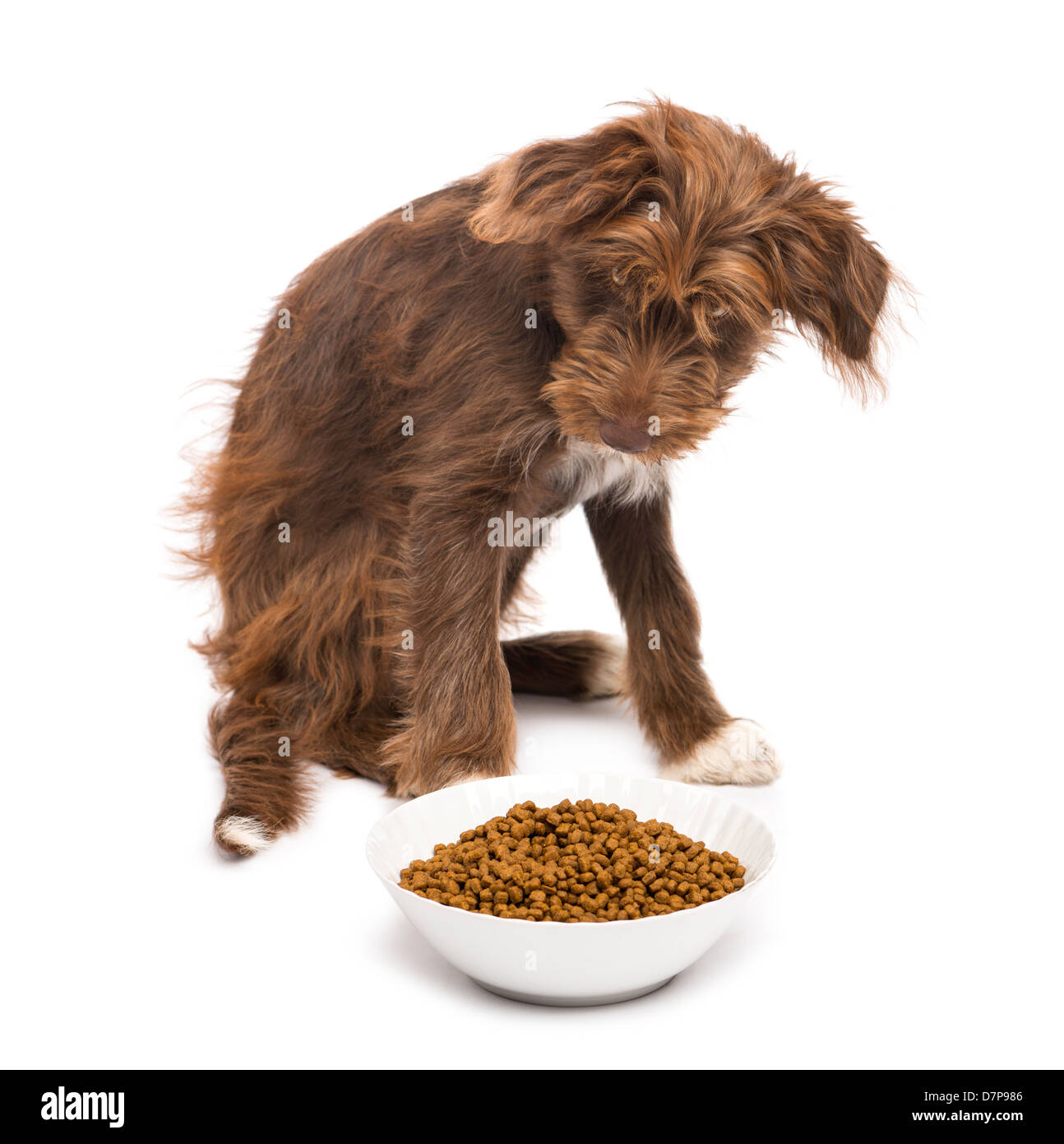 Crossbreed, 5 months old, sitting next to bowl of dog food against white background Stock Photo