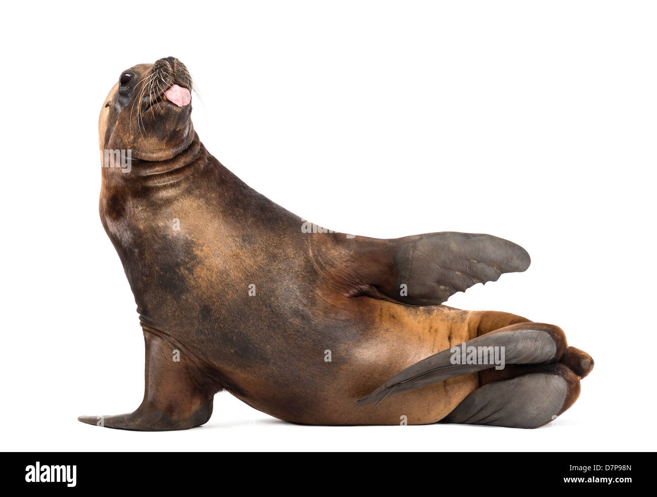 California Sea Lion, Zalophus californianus, 17 years old, lying and sticking out its tongue against white background Stock Photo