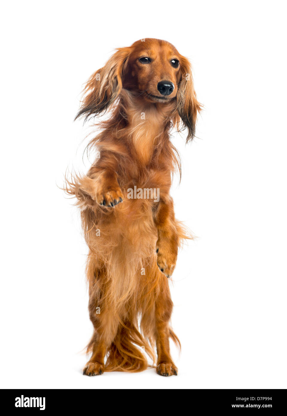 Dachshund, 4 years old, on hind legs, leaning against glass in front of white background Stock Photo