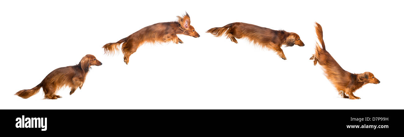Composition of a Dachshund, 4 years old, jumping in front of white background Stock Photo
