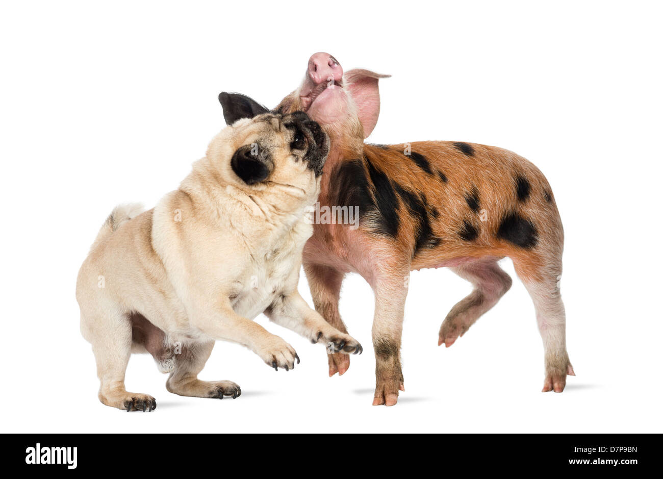 Oxford Sandy and Black piglet, 9 weeks old, sniffing a Pug against white background Stock Photo