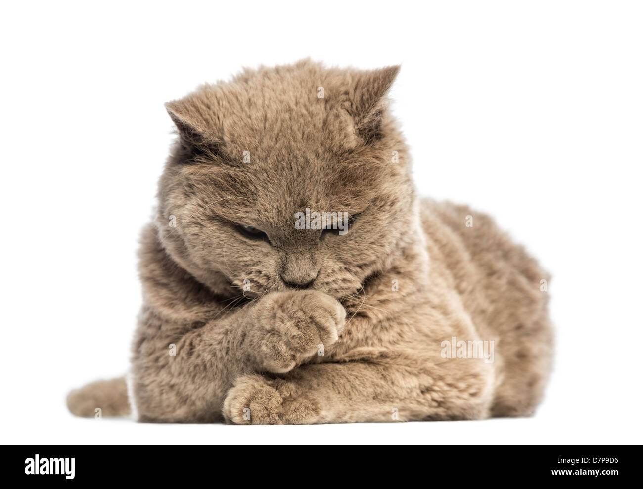 Selkirk Rex lying and looking at its paw against white background Stock Photo
