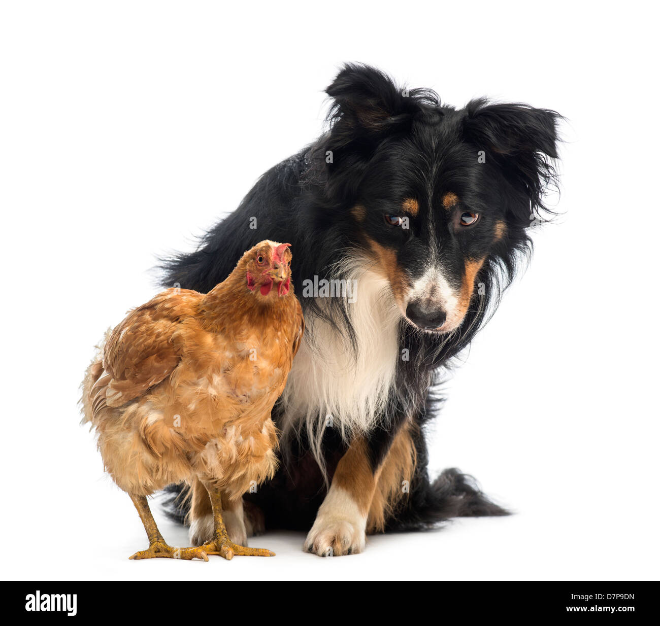 Border Collie, 8.5 years old, watching hen in front of white background Stock Photo