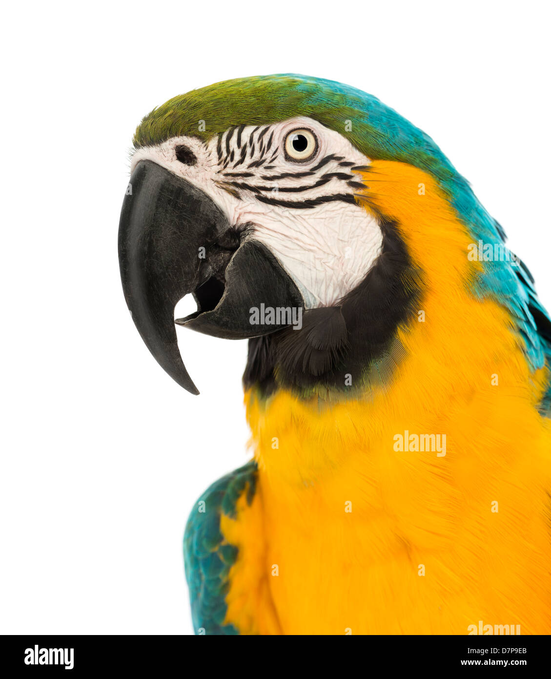 Close-up of Blue-and-Yellow Macaw, Ara ararauna, 30 years old, in front of a white background Stock Photo