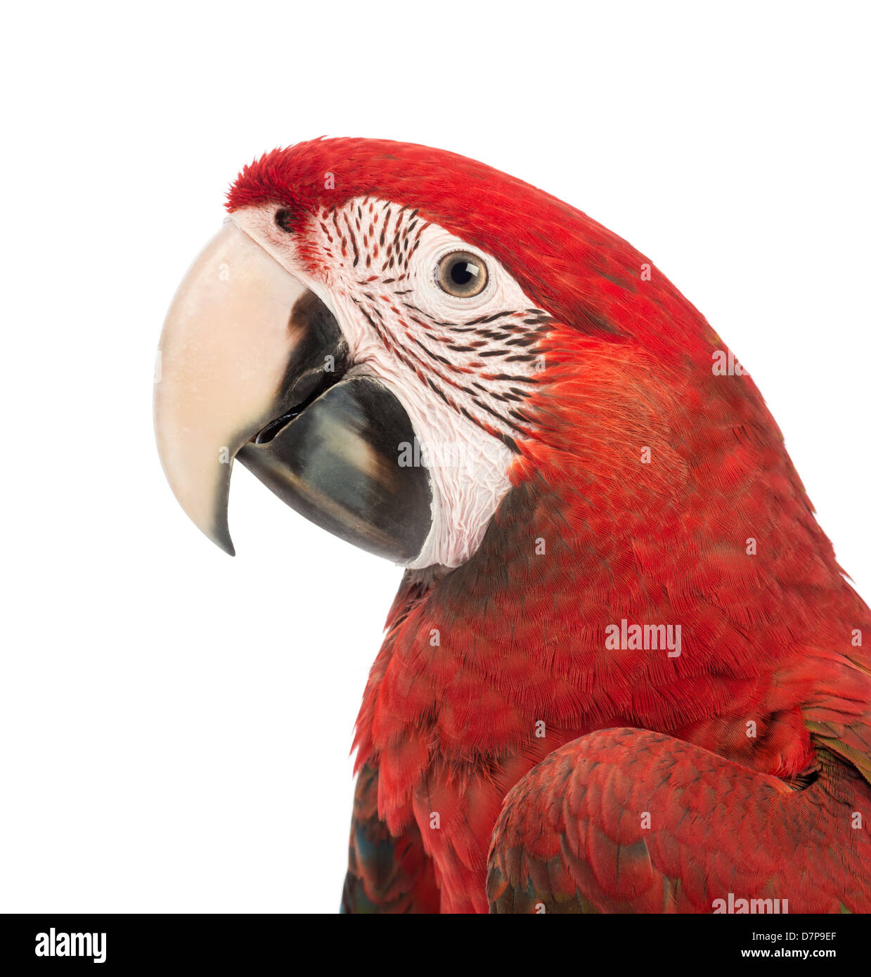 Green winged Macaw, Ara chloropterus, 1 year old, in front of a white background Stock Photo