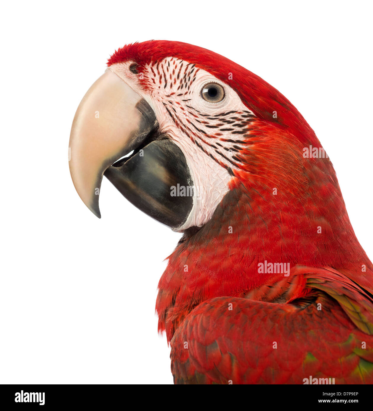 Green winged Macaw, Ara chloropterus, 1 year old, in front of a white background Stock Photo