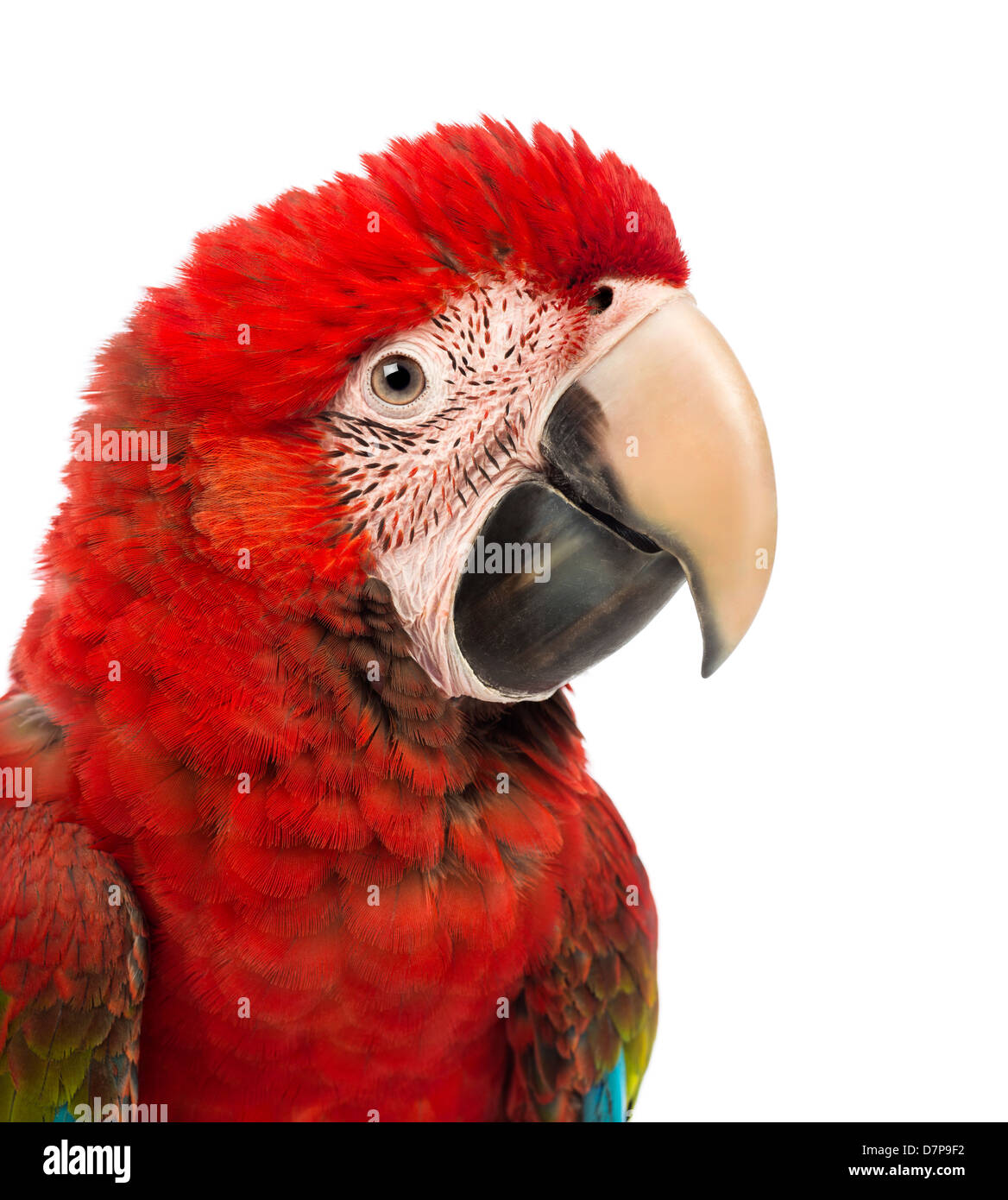 Green winged Macaw, Ara chloropterus, 1 year old, in front of a white background Stock Photo