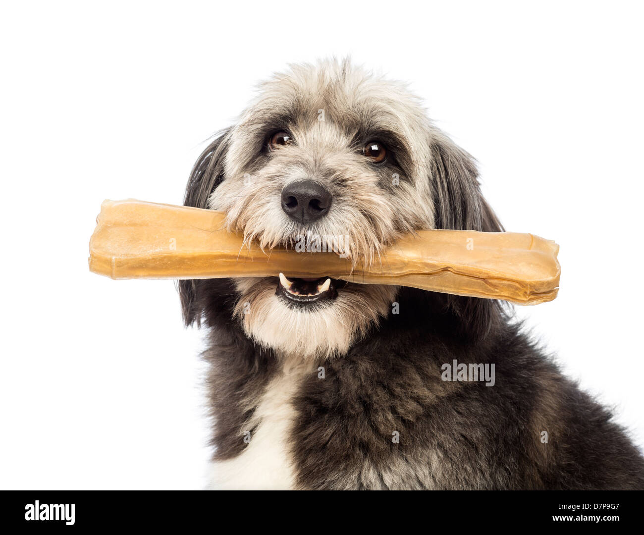 Can Old Bones Make Dogs Sick