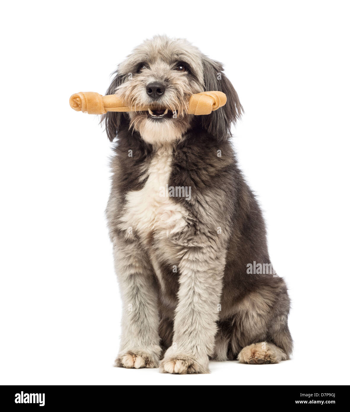 Can Old Bones Make Dogs Sick