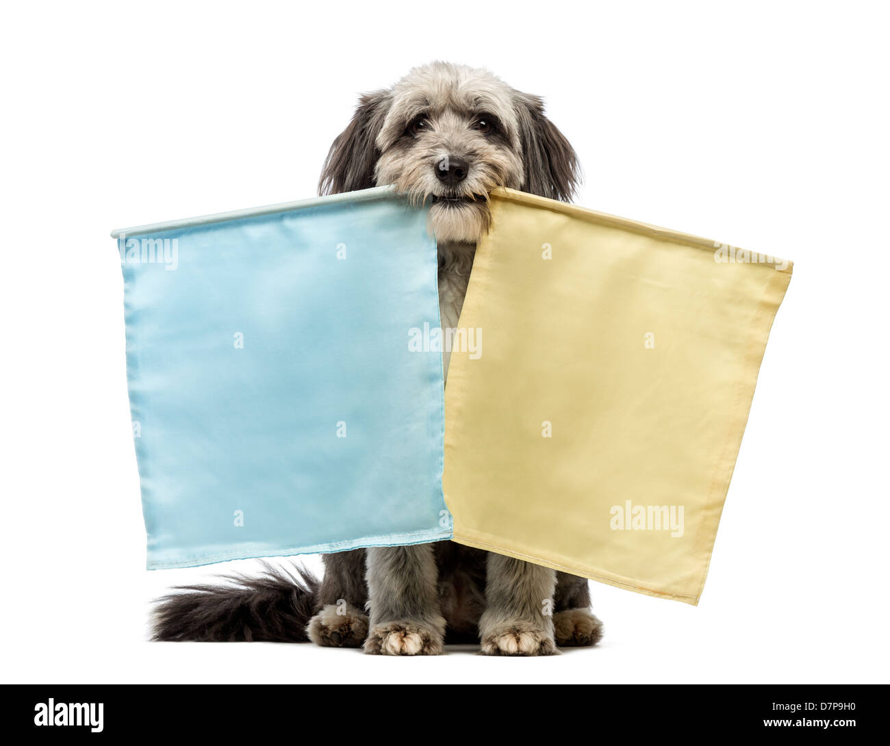 Crossbreed dog, 4 years old, holding two flags against white background Stock Photo