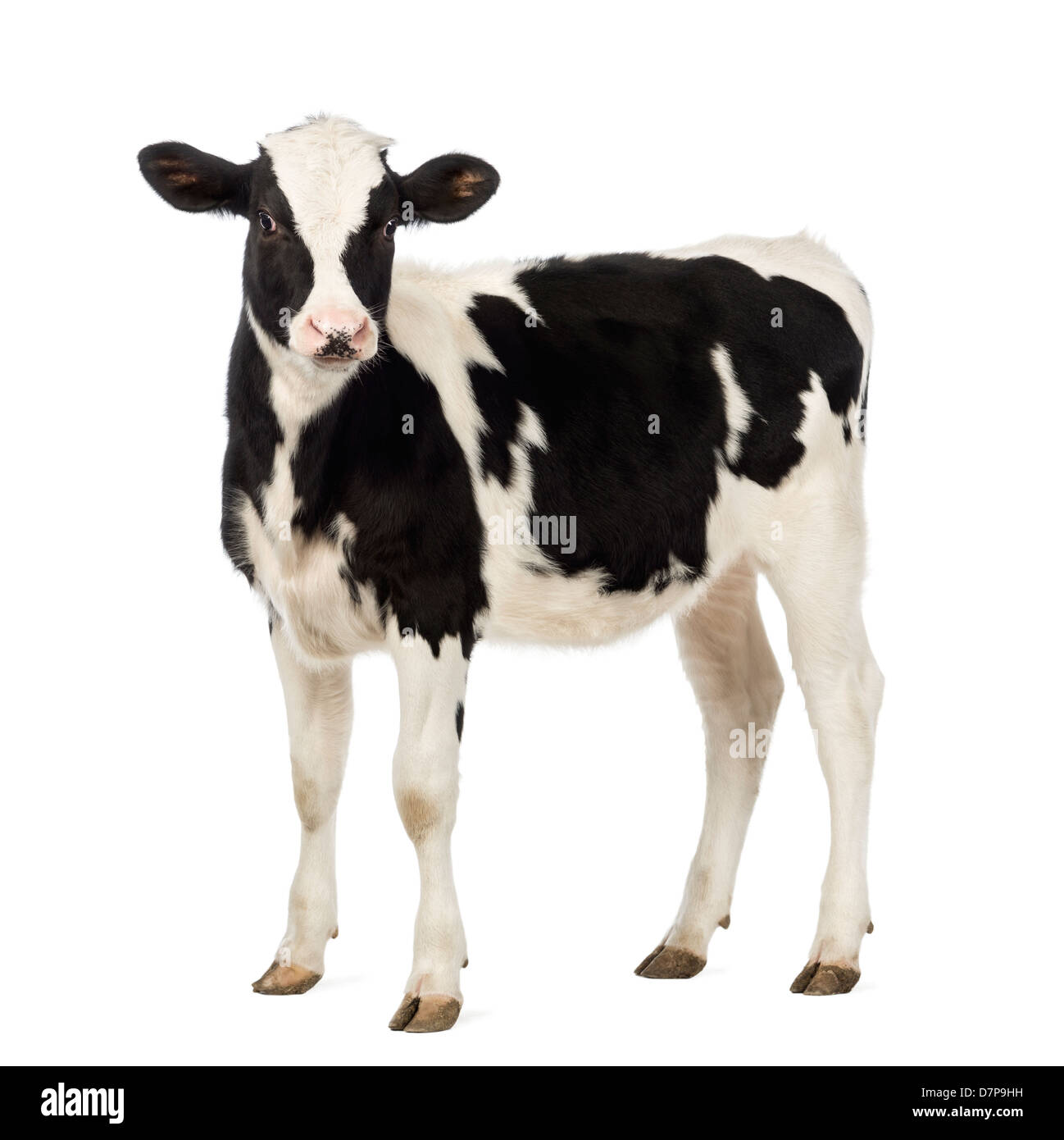 Veal calf, 8 months old, in front of white background Stock Photo