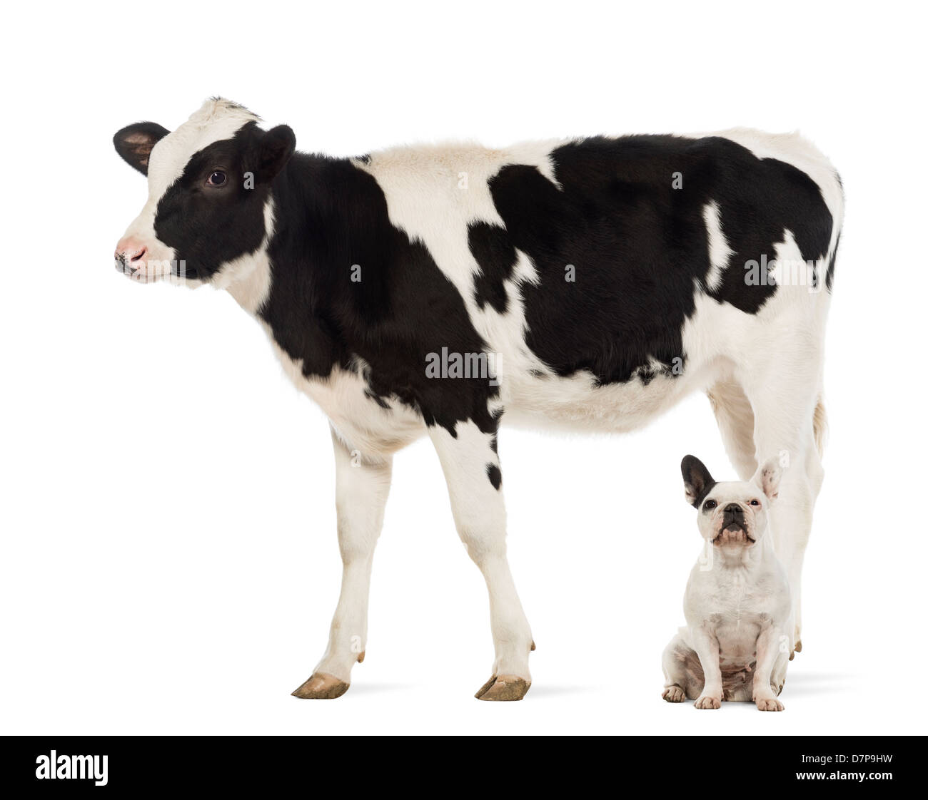 Domestic animal dog cow Cut Out Stock Images & Pictures - Alamy Domestic animal dog cow Cut Out Stock Images & Pictures - Alamy