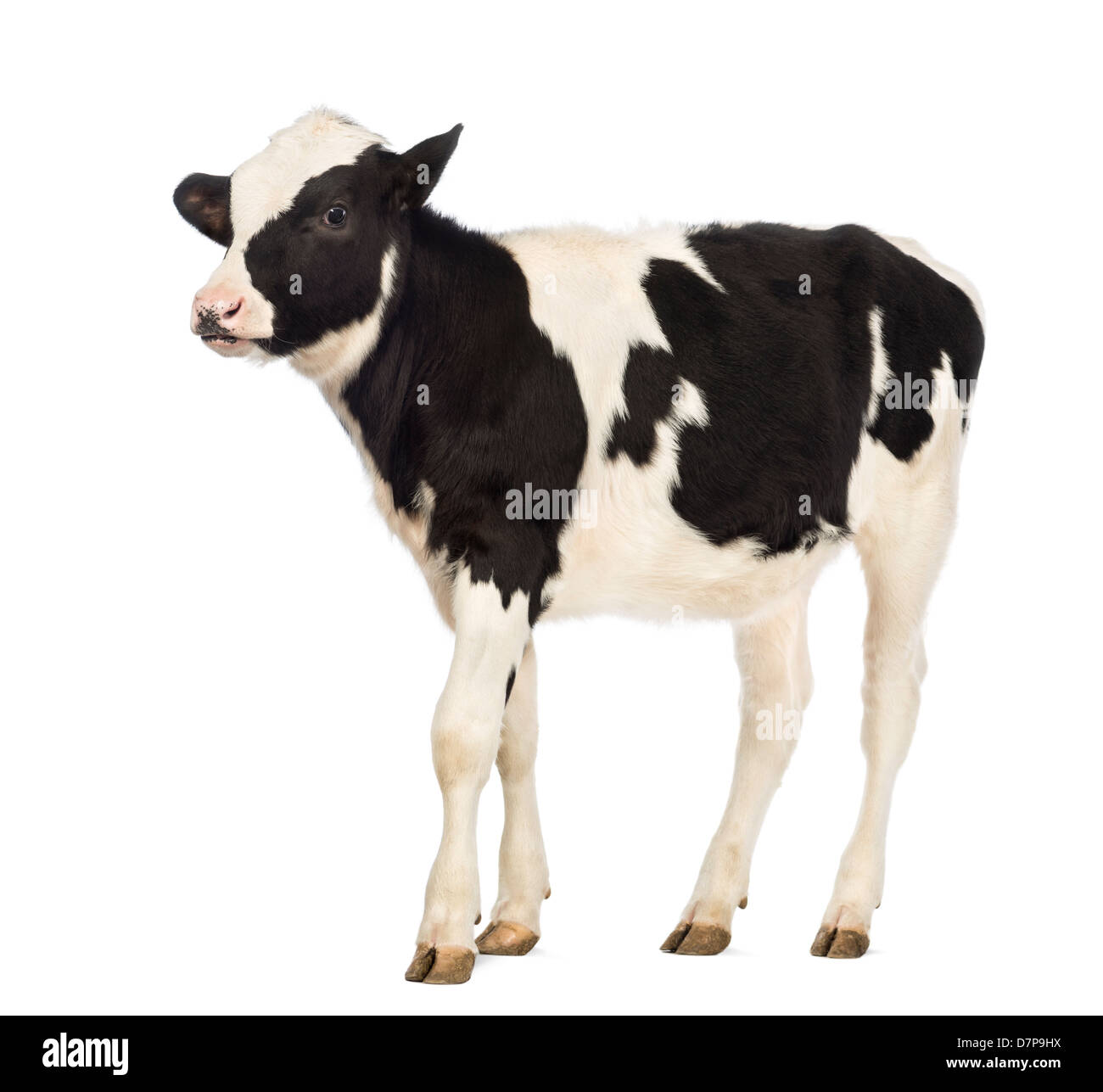Veal calf, 8 months old, in front of white background Stock Photo - Alamy
