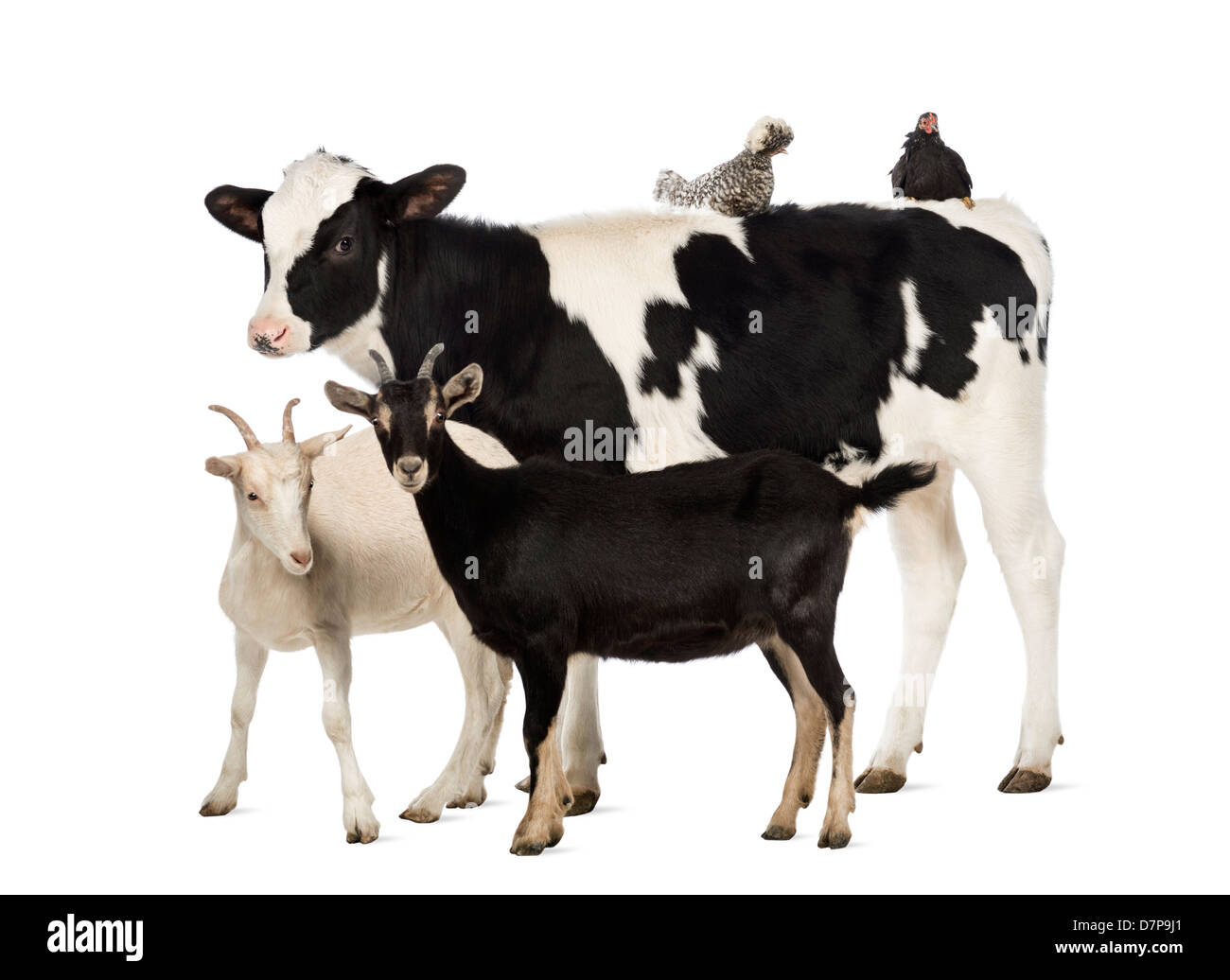 Veal calf, 8 months old, standing with a Polish chicken and hen lying on its back and two goats in front of white background Stock Photo