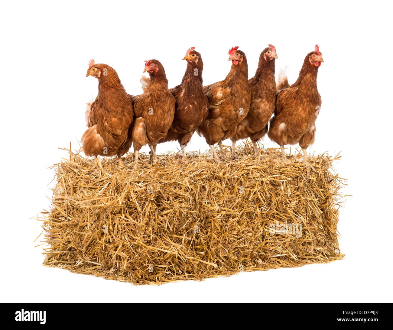 Row of hens standing on straw bale against white background Stock Photo
