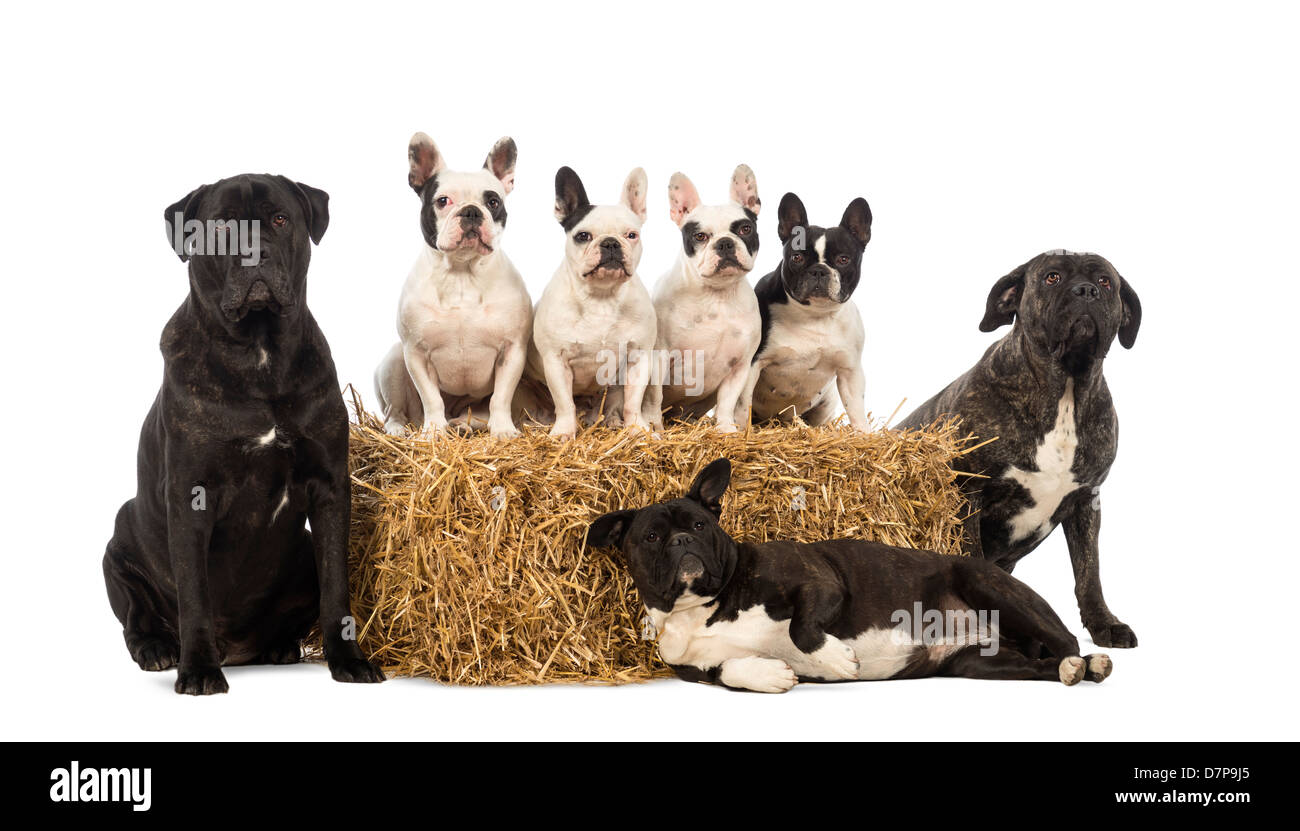 French Bulldogs sitting on straw bale and crossbreeds sitting and lying