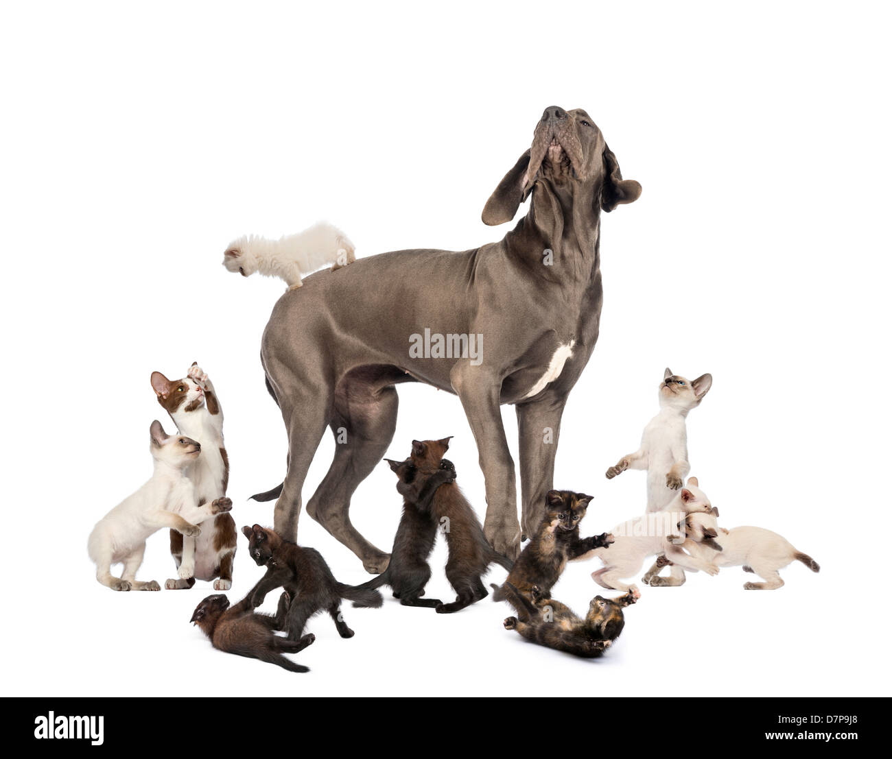 Great Dane standing in the middle of cats playing against white background Stock Photo
